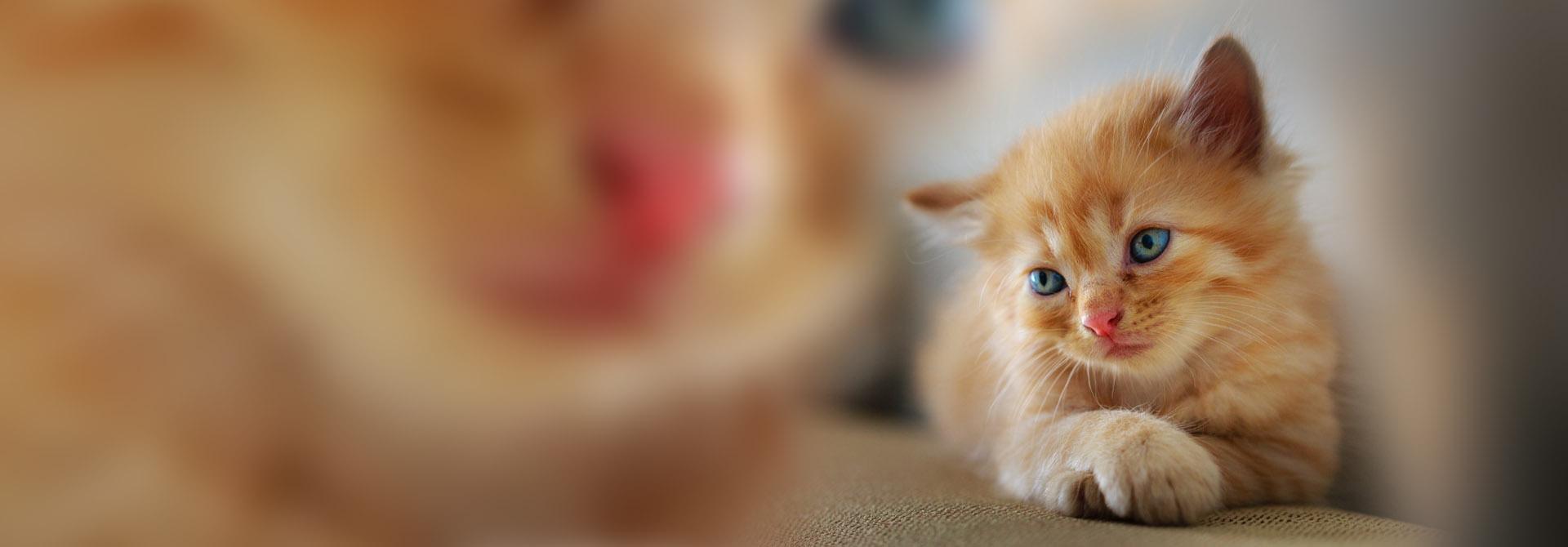 What greater gift than the love of a cat?